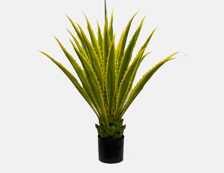 Variegated Agave
