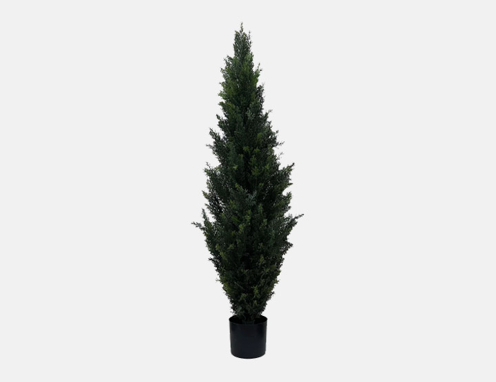Cedar Tree