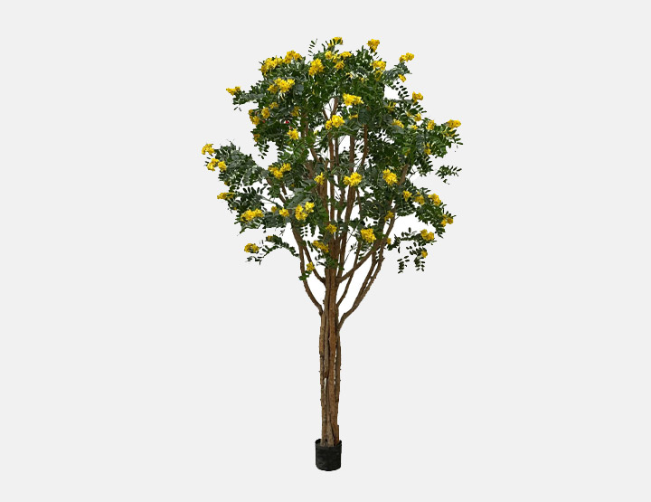 Cassia Flowering Tree