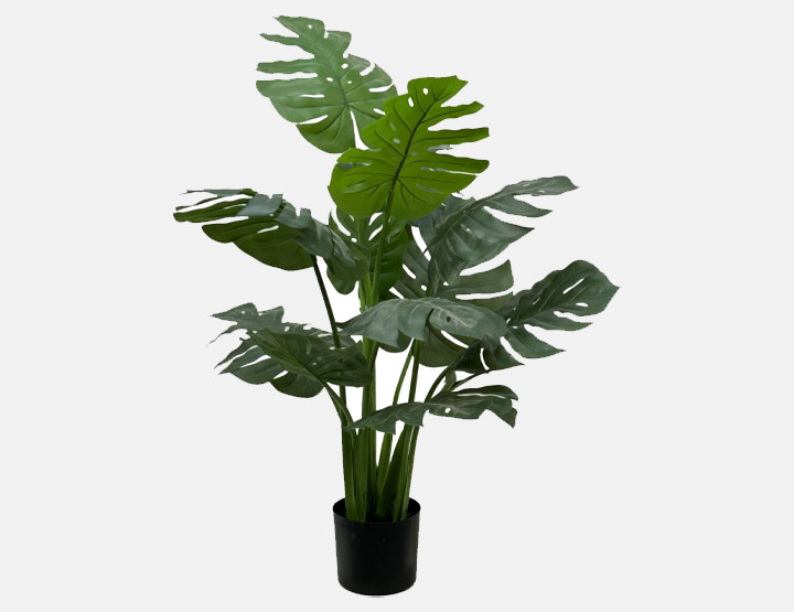 Monstera