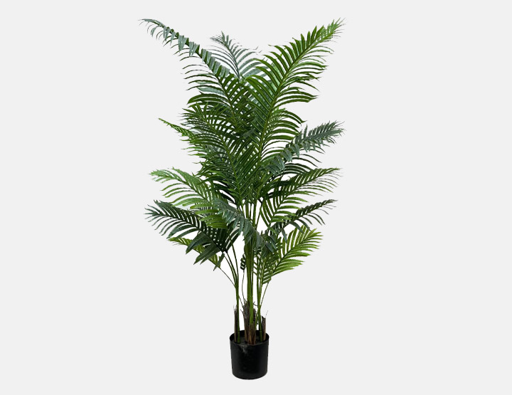Areca Palm