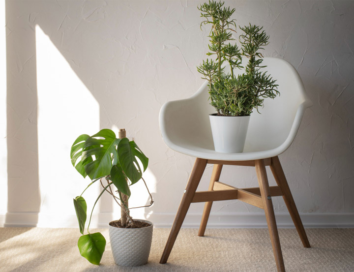 Plants in Qatar