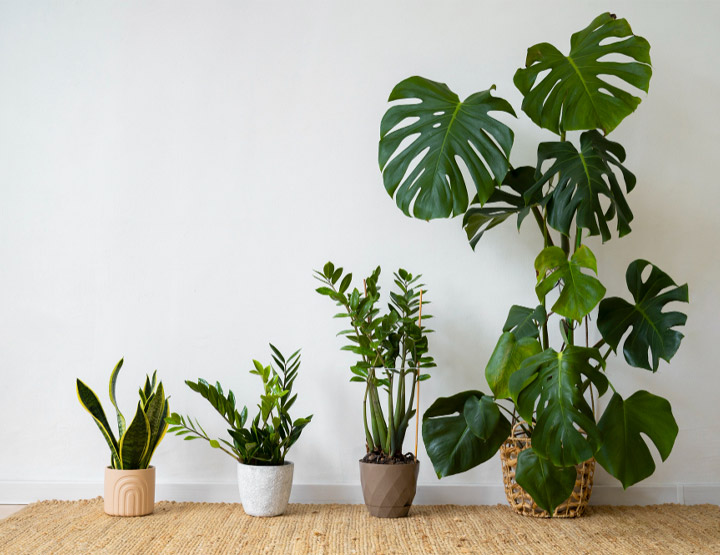 Plants in Qatar