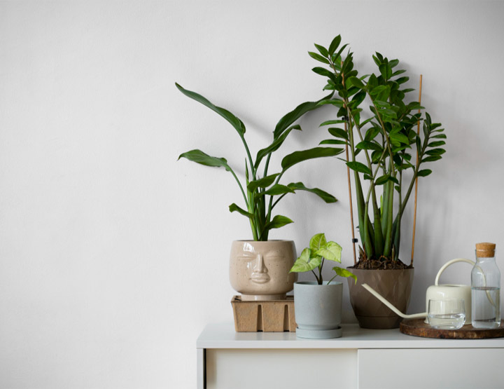 Plants in Qatar