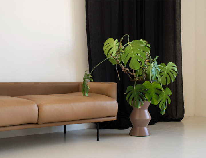 Plants in Qatar