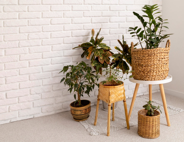Plants in Qatar
