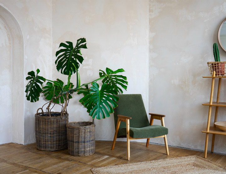 Plants in Qatar