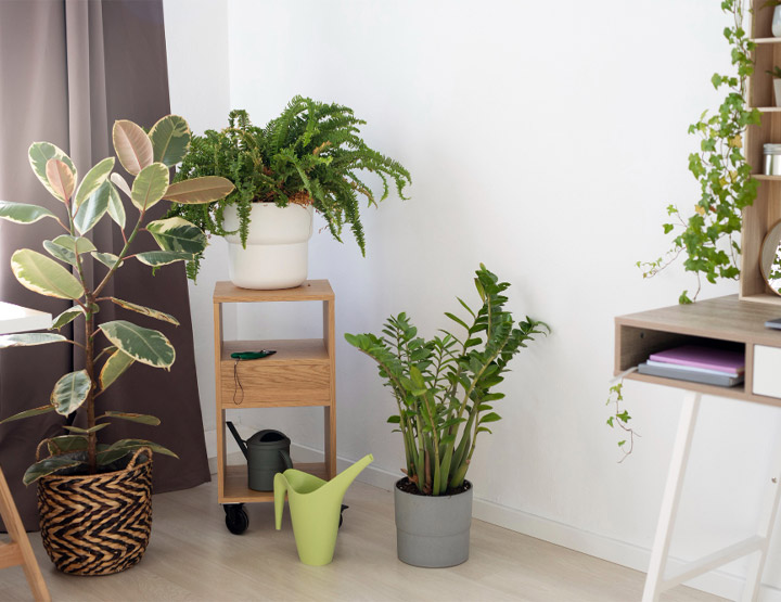 Plants in Qatar