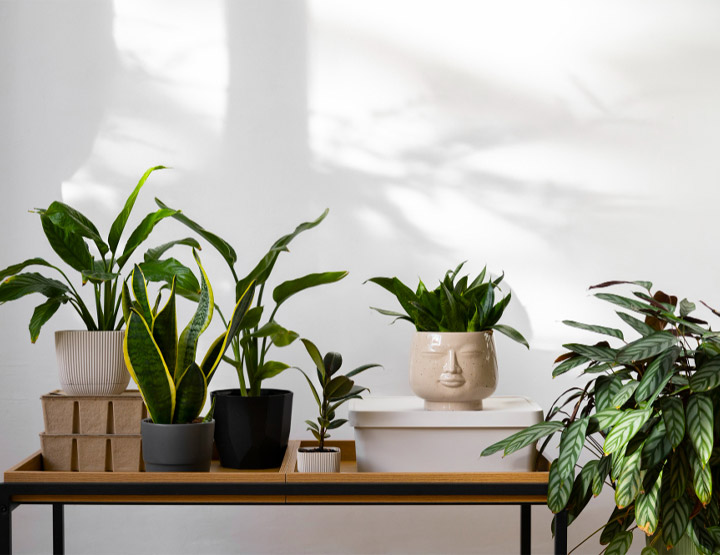 Plants in Qatar