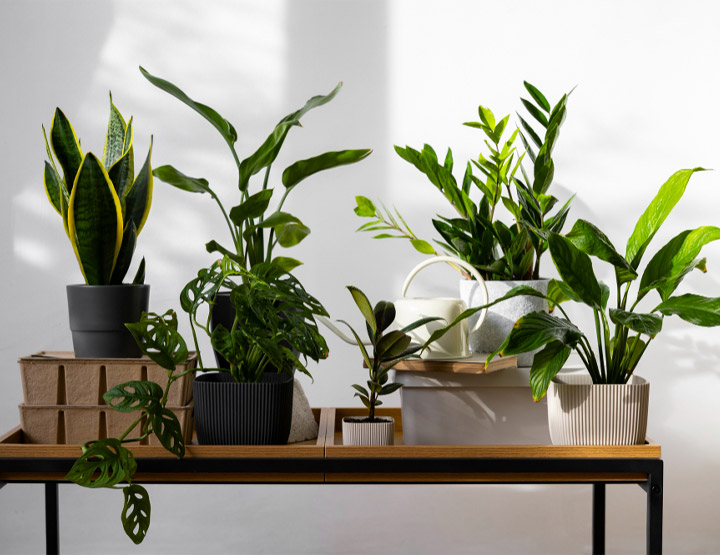 Plants in Qatar